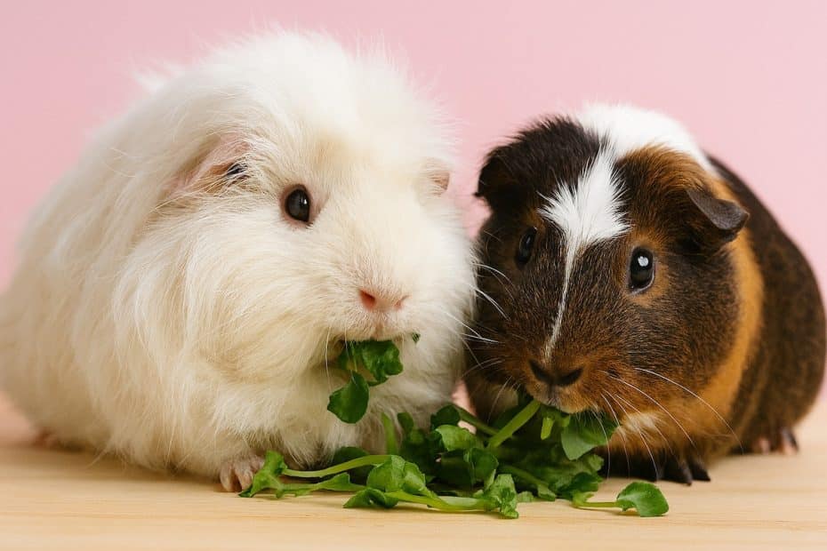 Two guinea pigs eating watercress