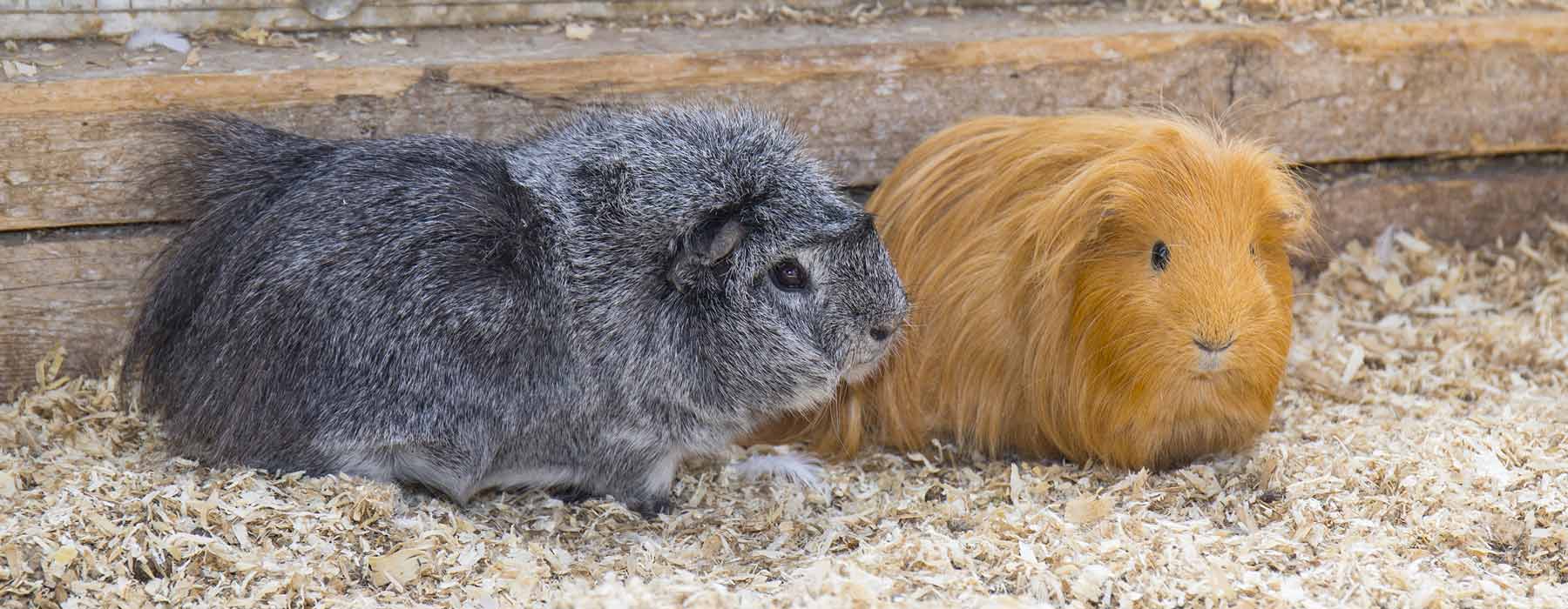 guinea pigs on bedding