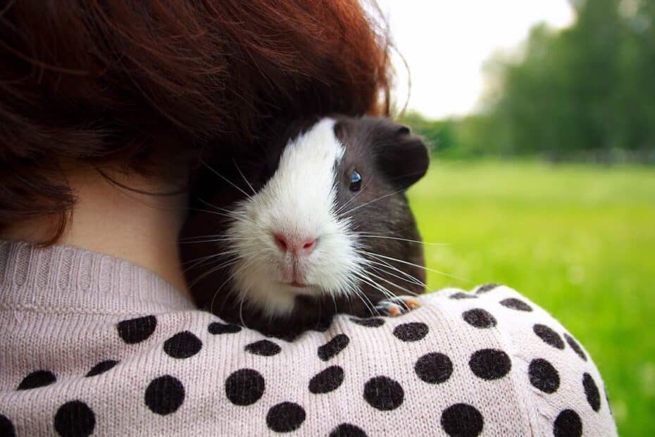 Guinea pig sitting on ladies shoulder