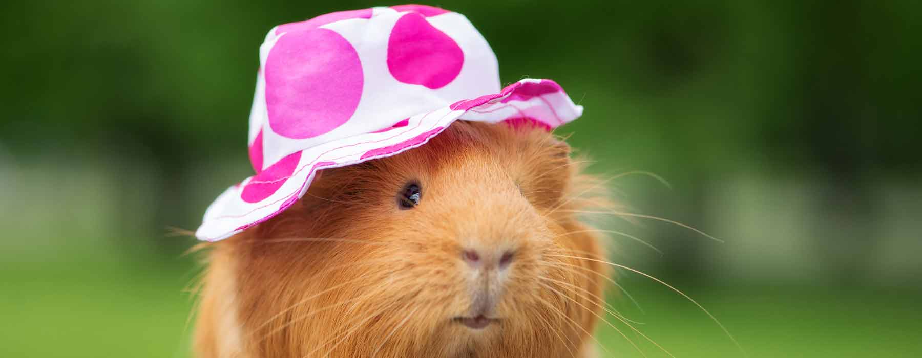 Guinea pig wearing a sun hat