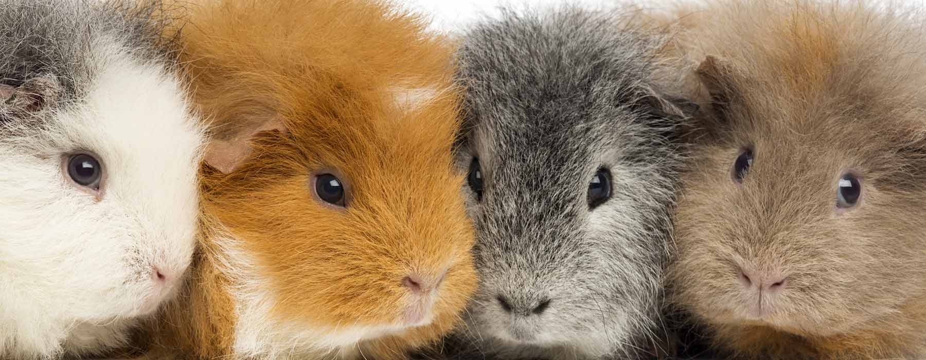 four guinea pigs in a row