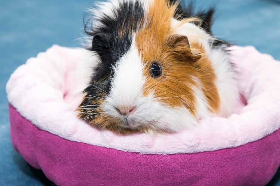 Guinea pig in a cosy bed