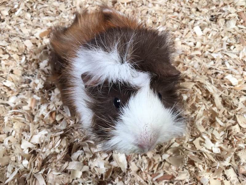 What Is The Best Bedding For Guinea Pigs Guinea Piggles