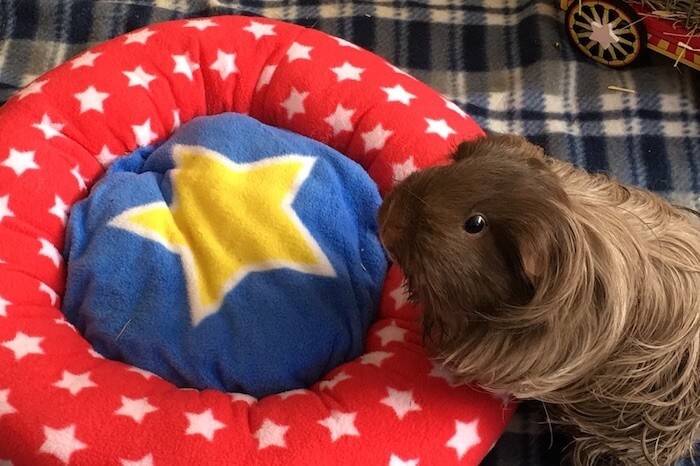 Brown silkie guinea pig next to Haypigs fleece crash mat bed