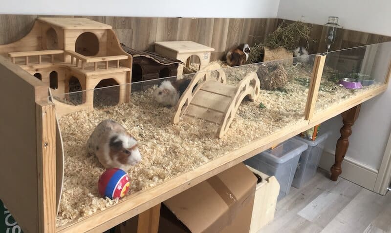 Housing Guinea Pigs Cage Size Inside vs Outside Ideas