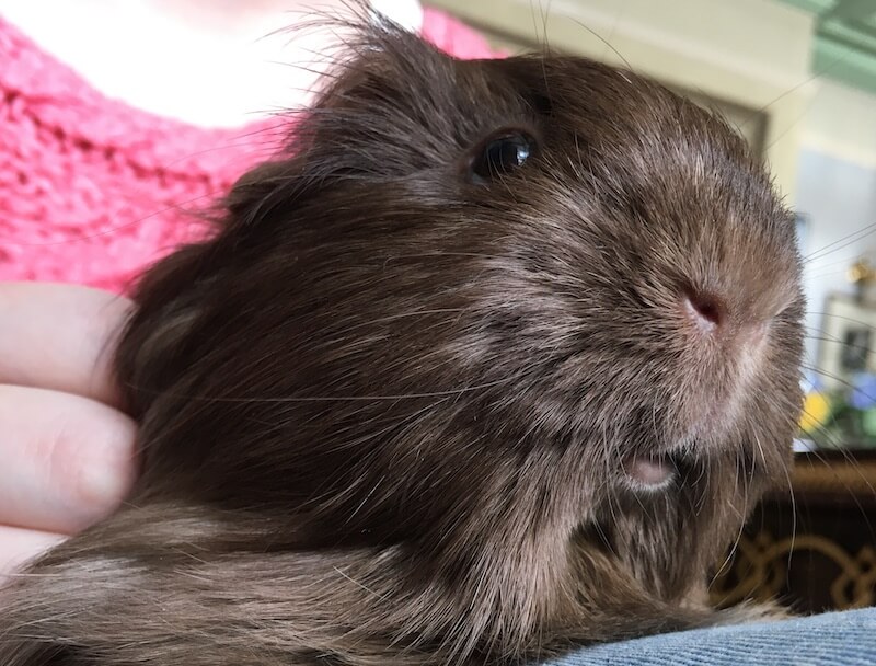 Single guinea pig
