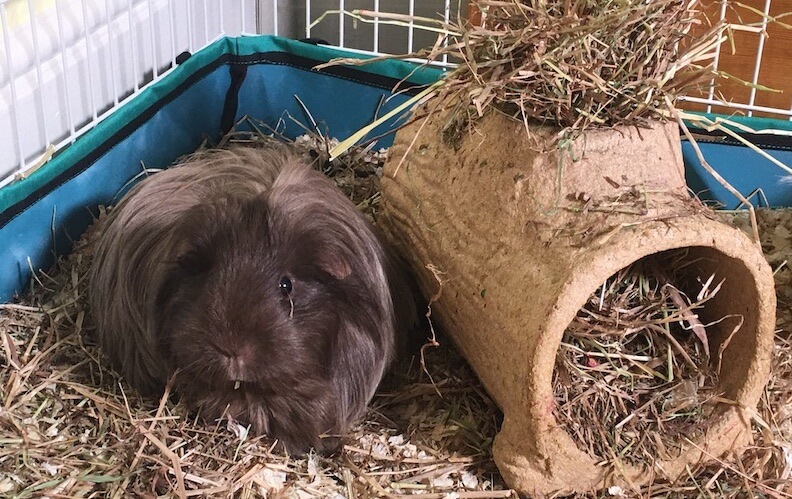 long haired Silkie guinea pig in an indoor cage next to a tunnel filled with hay