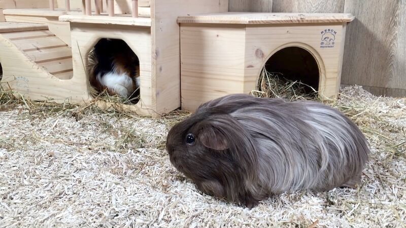 Pine bedding safe for guinea pigs best sale