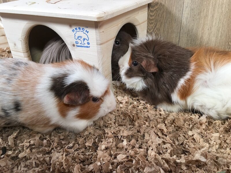 Group of guinea pigs living happily together