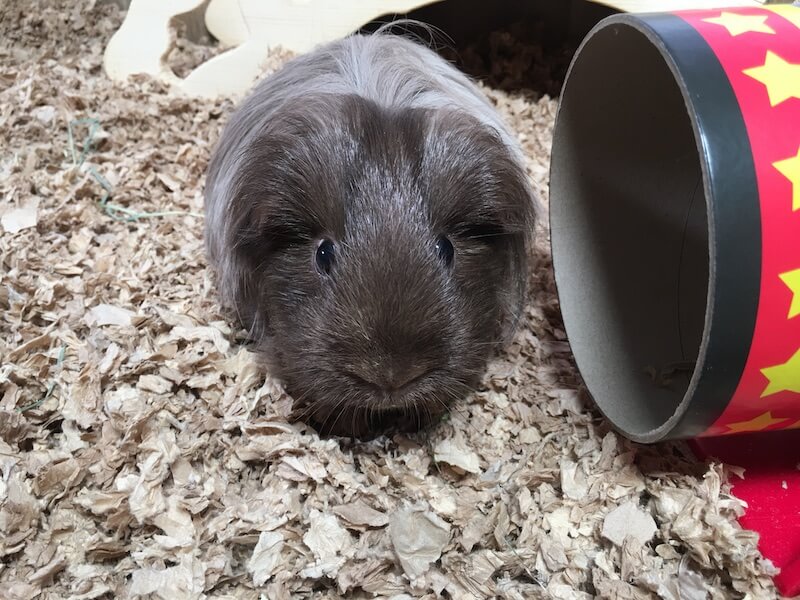 Cedar for guinea pigs hotsell