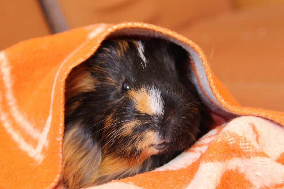 guinea pig keeping warm in blanket