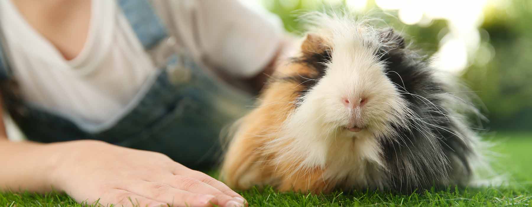 Guinea Pig with New Owner