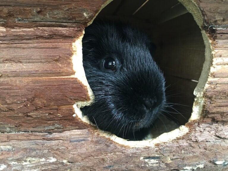 Fresh Look at Bloat In Guinea Pigs Twisted Stomach Symptoms Treatment