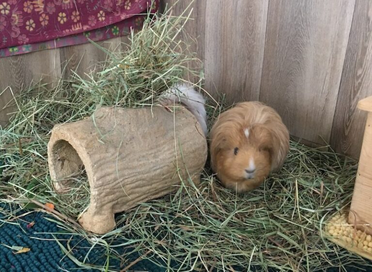 Picture of Guinea Pig Upper Respiratory Infections (URI) + Pneumonia