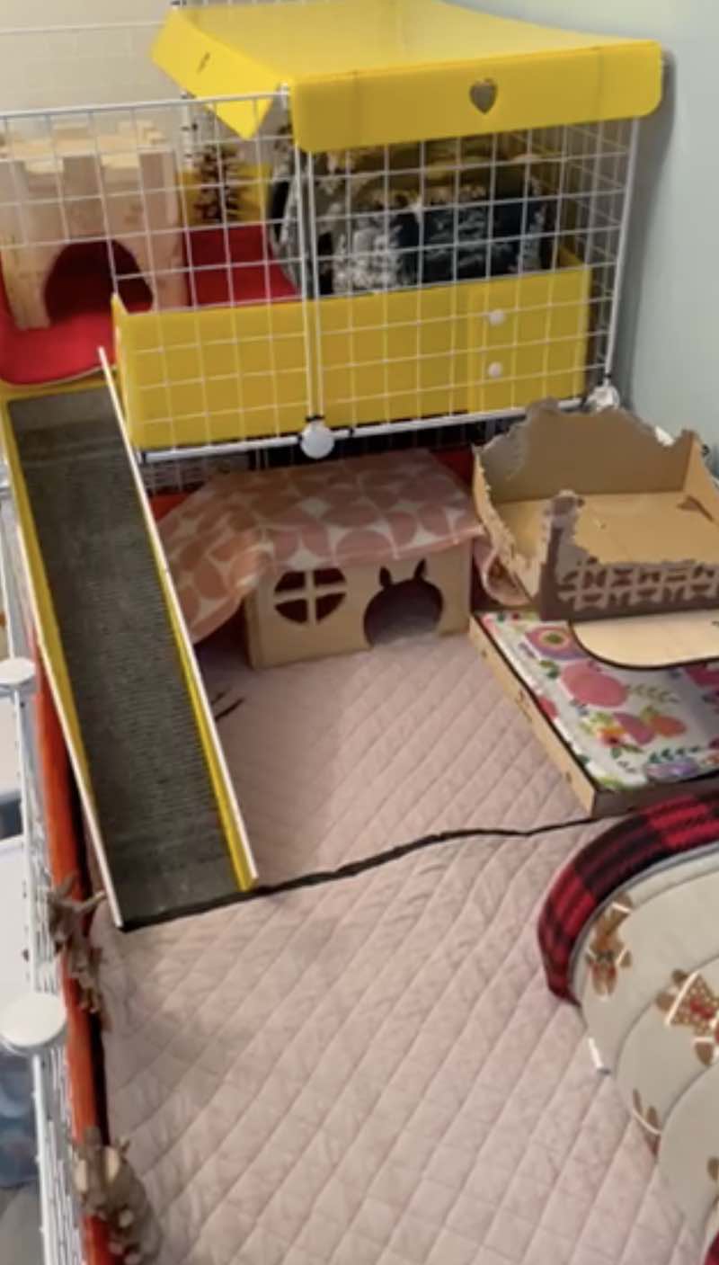 How to Set Up a Guinea Pig Cage: Layout Ideas & Tips
