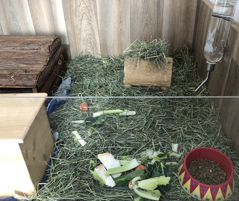 Guinea Pig Cage Eating Area