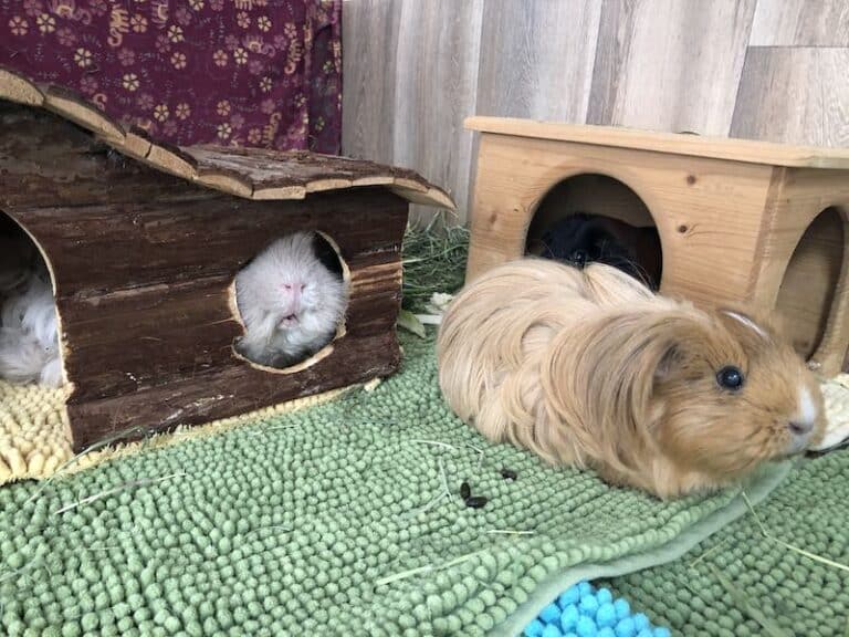 View of How to Set Up a Guinea Pig Cage: Layout Ideas & Tips