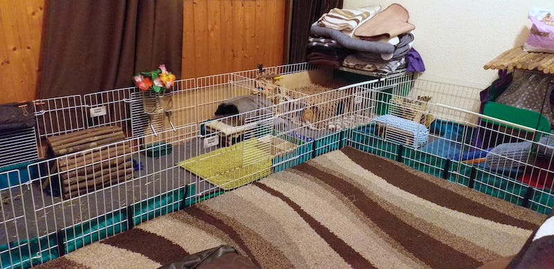 Best Large Indoor Guinea Pig Cages for 2 UK Buying Guide