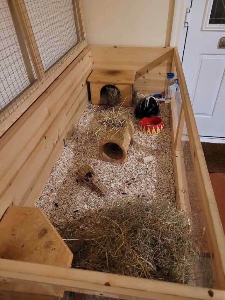 guinea pig cage setup with aubiose bedding