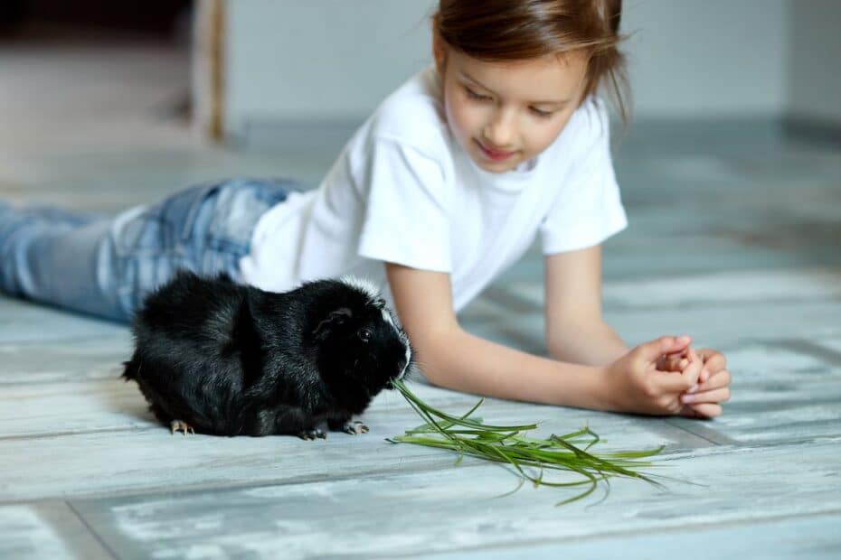 Child bonding with her guinea pig