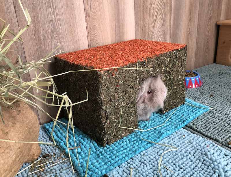 Carrot Cottage Edible Hideout