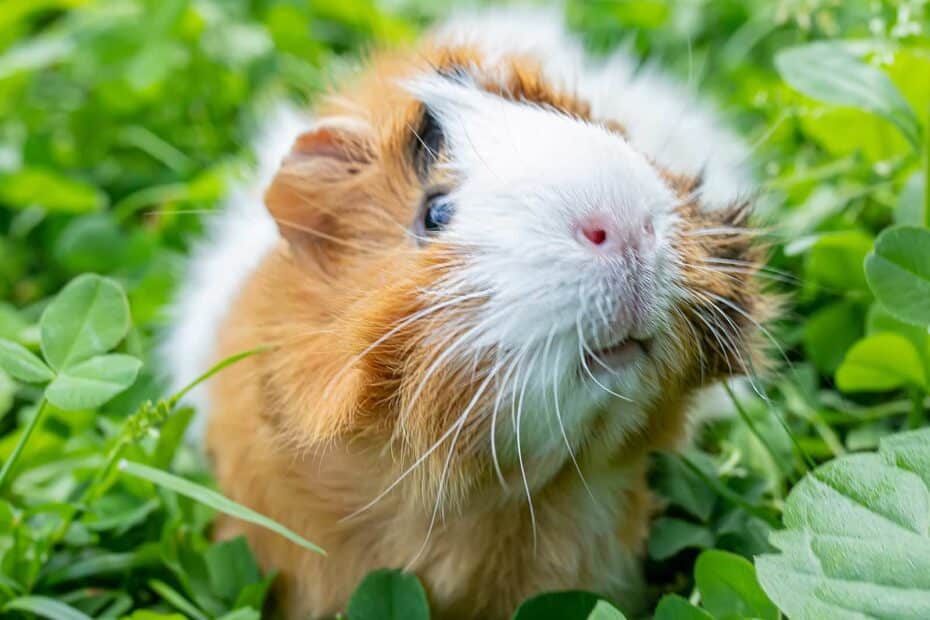 guinea pig in clover and other wild forage