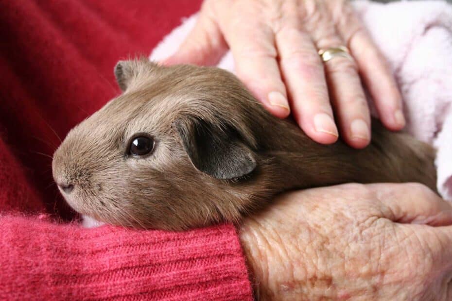 Single Guinea Pig