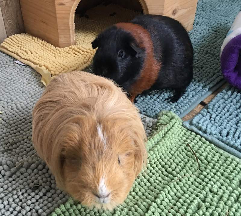 Two Guinea Pigs who are good friends