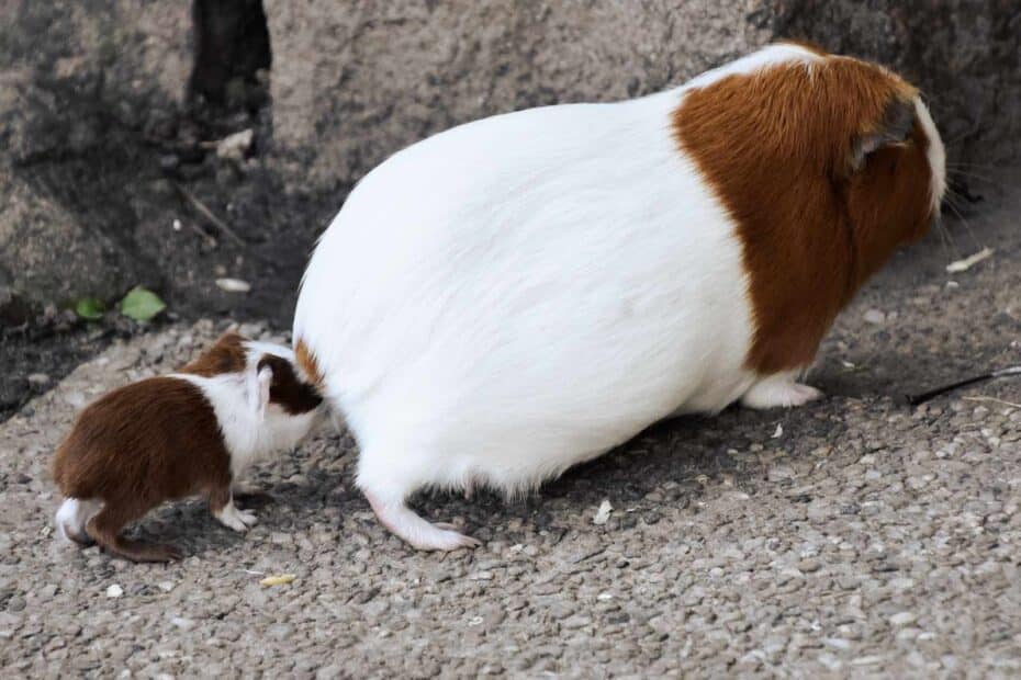 guinea pig mother and baby