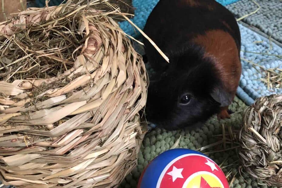 Guinea Pig Toys