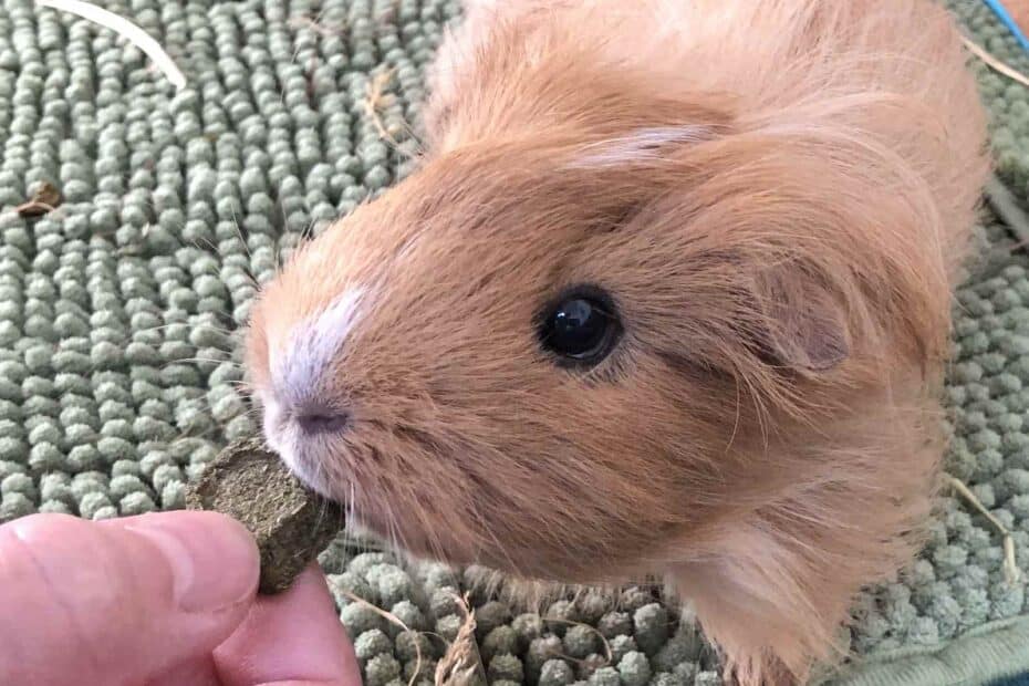 Guinea Pig Eating A Treat