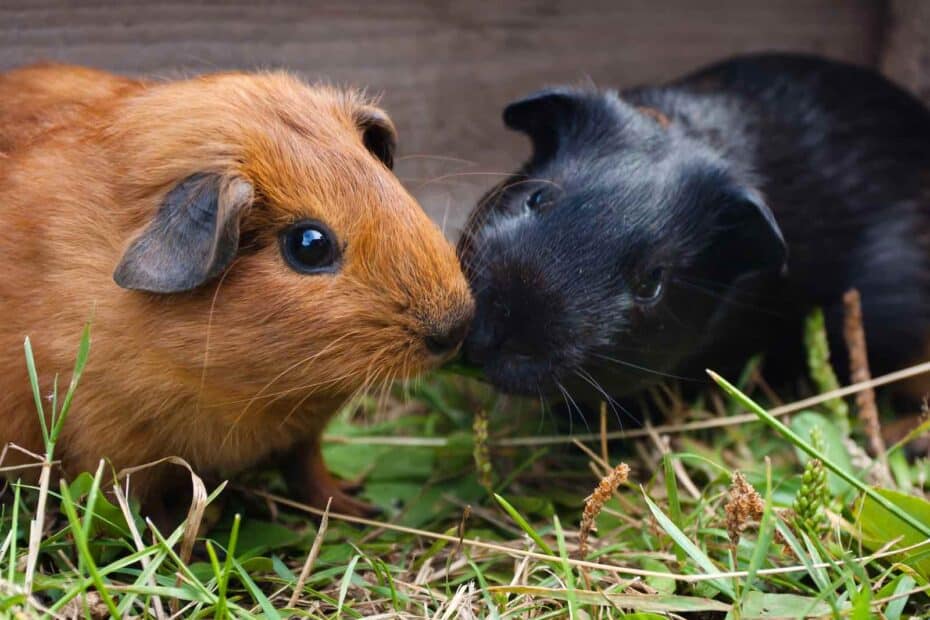 two guinea pigs eating