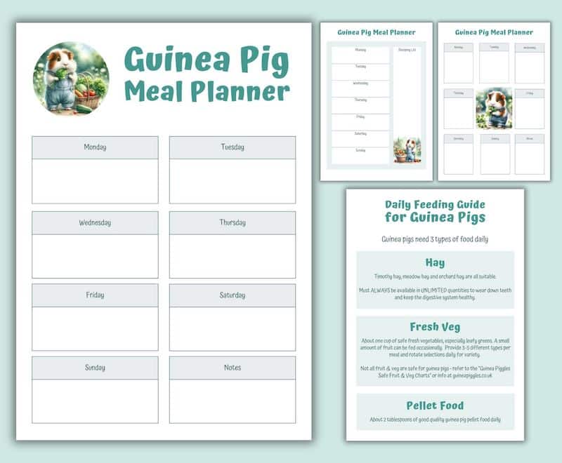 Guinea Pig Thumbnails Website Shop EDD Meal Planner & Feeding Guide